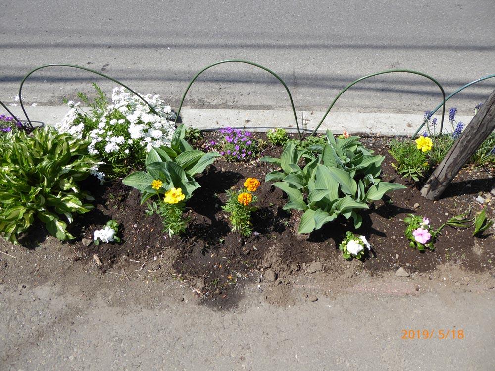 2019.5.18 春の町内会の花植え