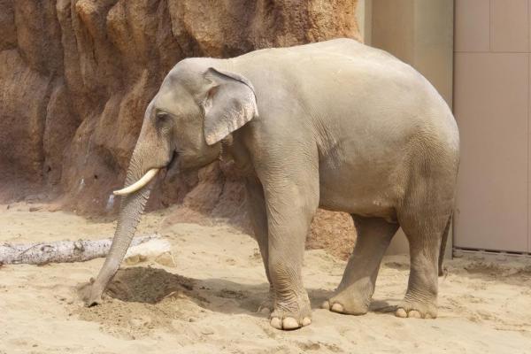 2019.4.30 花見と動物園散策