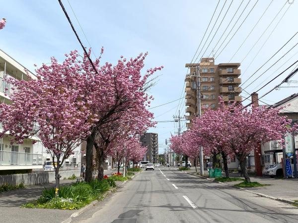 2023年5月7日 町内に咲く桜