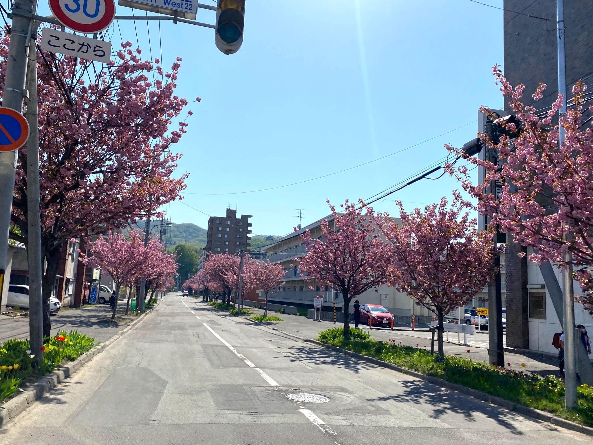 春の町内風景