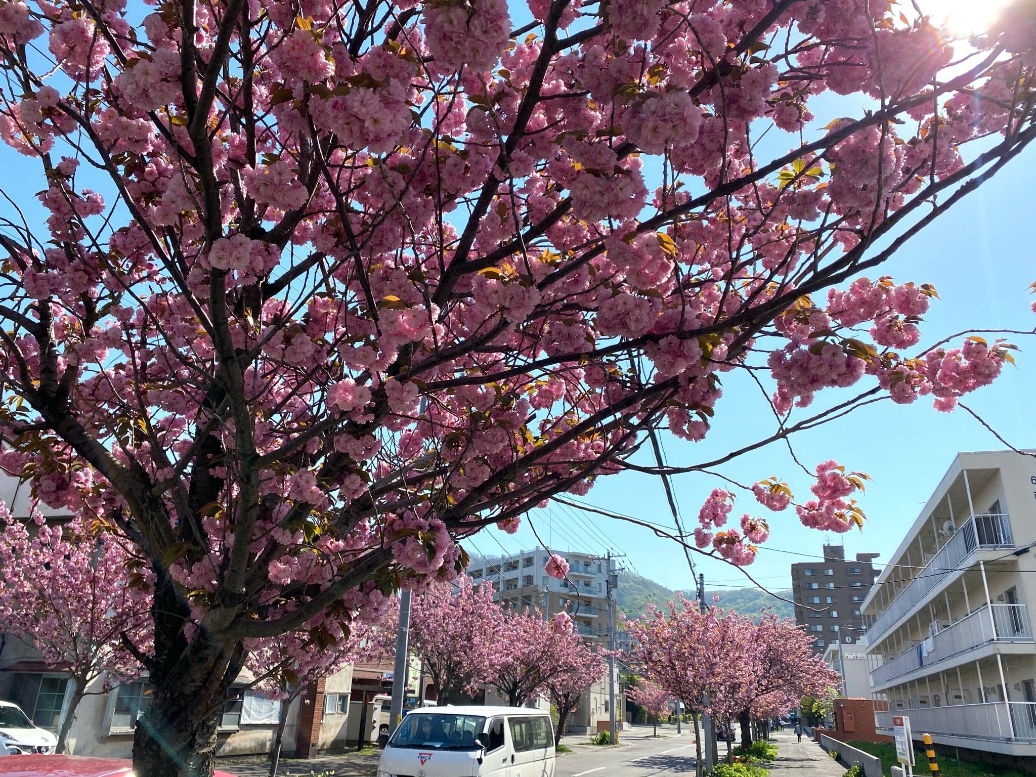 春の町内風景