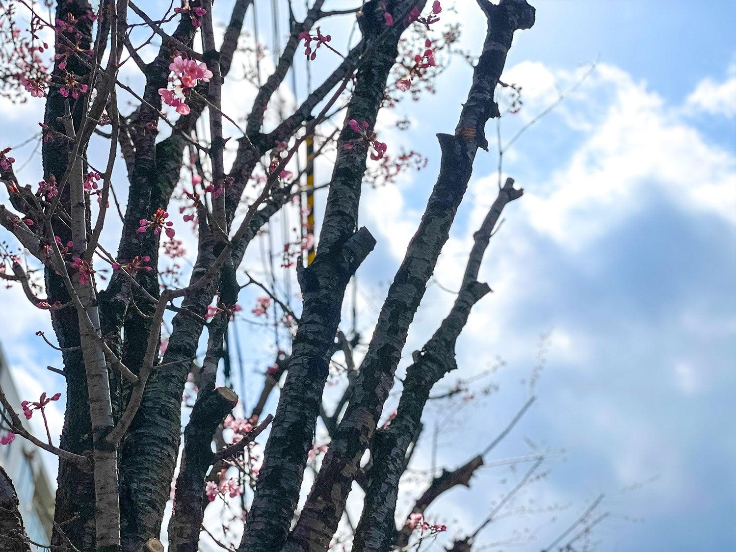 2026.4.18 春の町内清掃