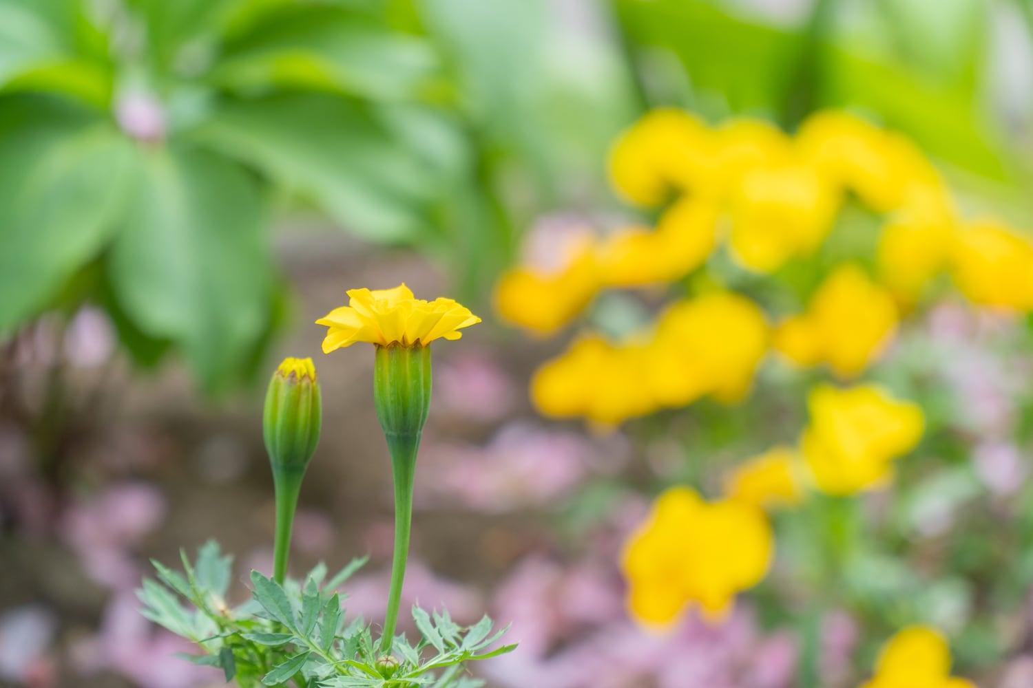 2025.5.18 環境部「春の花植え」